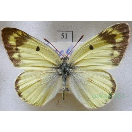 Colias erate poligraphus Motschulsky, 1860 Russia51